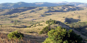 Minas