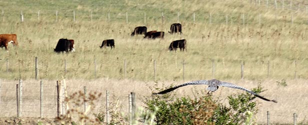 La Cimarrona | Estancia Turística | Maldonado - Uruguay | Agro Turismo | Turismo Rural